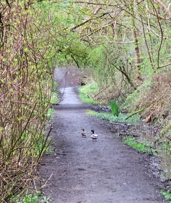 ducks