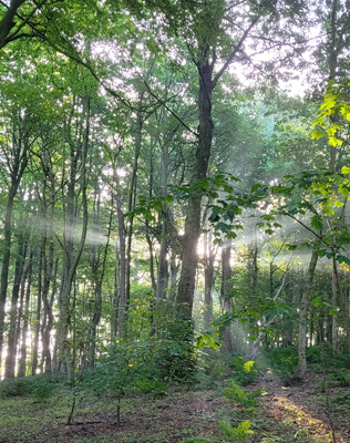 woods